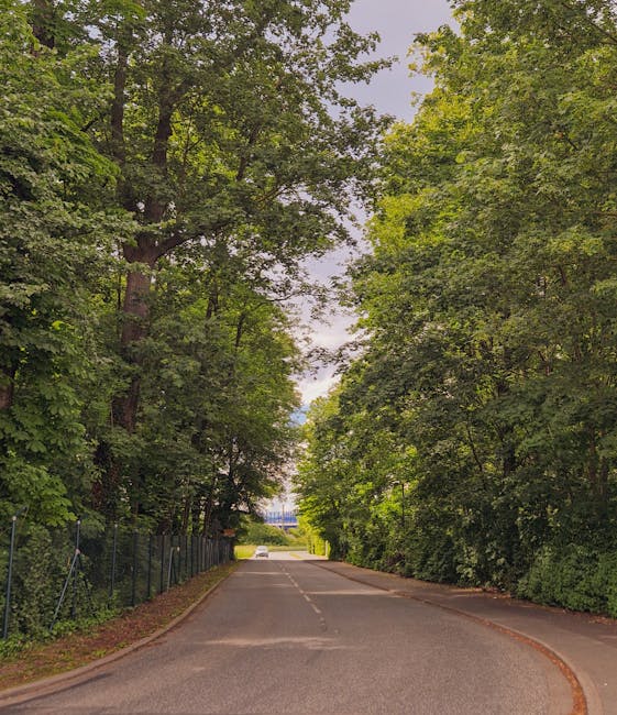 A narrow residential street featuring a smooth tarmac road with a central dashed line, bordered by tall, mature trees with lush green foliage on both sides. The trees form a partial canopy overhead, a